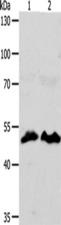 ZWILCH Antibody - Western blot analysis of HT29 cells hela cells  using ZWILCH  Polyclonal Antibody at dilution of 1:1750