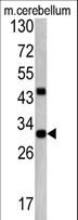 ZWINT Antibody - Western blot of ZWINT antibody in mouse cerebellum tissue lysates (35 ug/lane). ZWINT (arrow) was detected using the purified antibody.