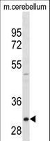ZWINT Antibody - ZWINT Antibody western blot of mouse cerebellum tissue lysates (35 ug/lane). The ZWINT antibody detected the ZWINT protein (arrow).