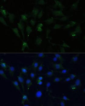 ZWINT Antibody - Immunofluorescence analysis of C6 cells using ZWINT Polyclonal Antibody at dilution of 1:100 (40x lens).Blue: DAPI for nuclear staining.