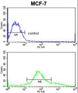 ZYG11A Antibody - ZYG11A Antibody flow cytometry of MCF-7 cells (bottom histogram) compared to a negative control cell (top histogram). FITC-conjugated goat-anti-rabbit secondary antibodies were used for the analysis.