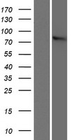 ZYG11B Protein - Western validation with an anti-DDK antibody * L: Control HEK293 lysate R: Over-expression lysate