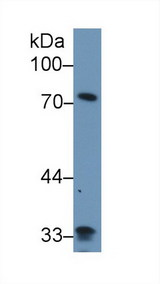 Zyxin Antibody - Western Blot; Sample: Human Lung lysate; Primary Ab: 1µg/ml Rabbit Anti-Human ZYX Antibody Second Ab: 0.2µg/mL HRP-Linked Caprine Anti-Rabbit IgG Polyclonal Antibody