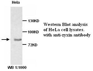 Zyxin Antibody
