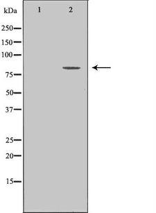 Zyxin Antibody - Western blot analysis of extracts of HeLa cells using ZYX antibody. The lane on the left is treated with the antigen-specific peptide.